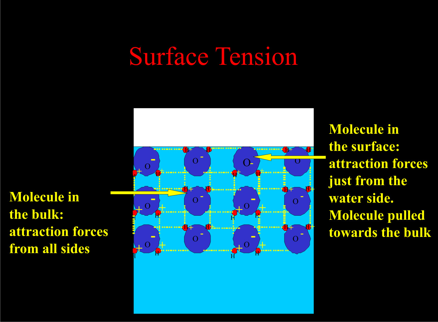Surface tension results from attraction between water molecules.